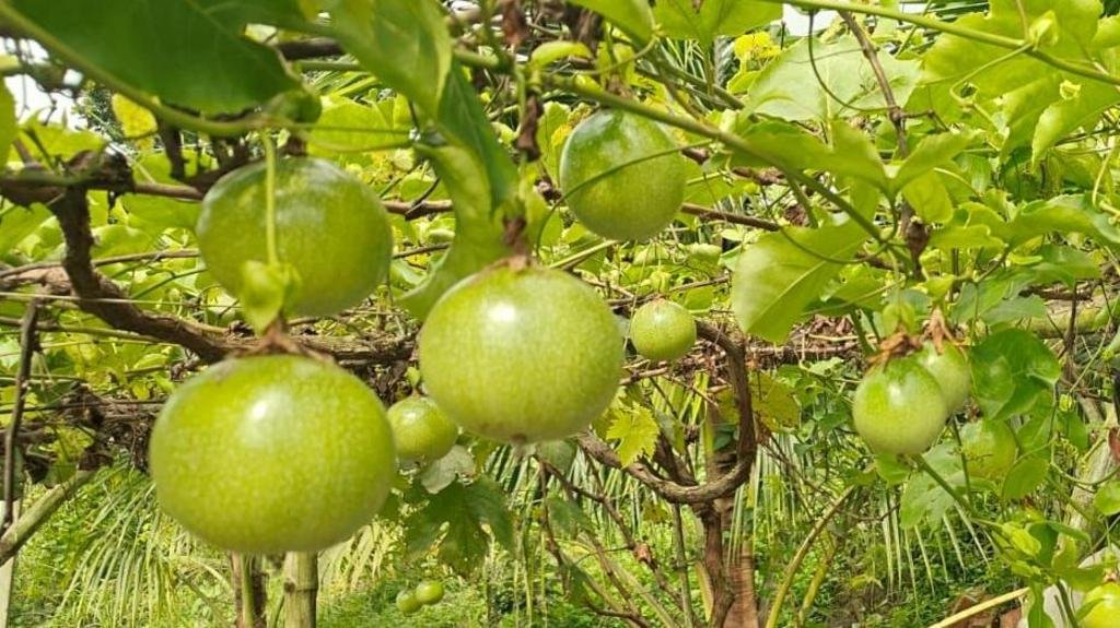 প্যাশন ফ্রুট বা আনারকলি ফল নিয়ে বাংলাদেশে কেন আগ্রহ বাড়ছে