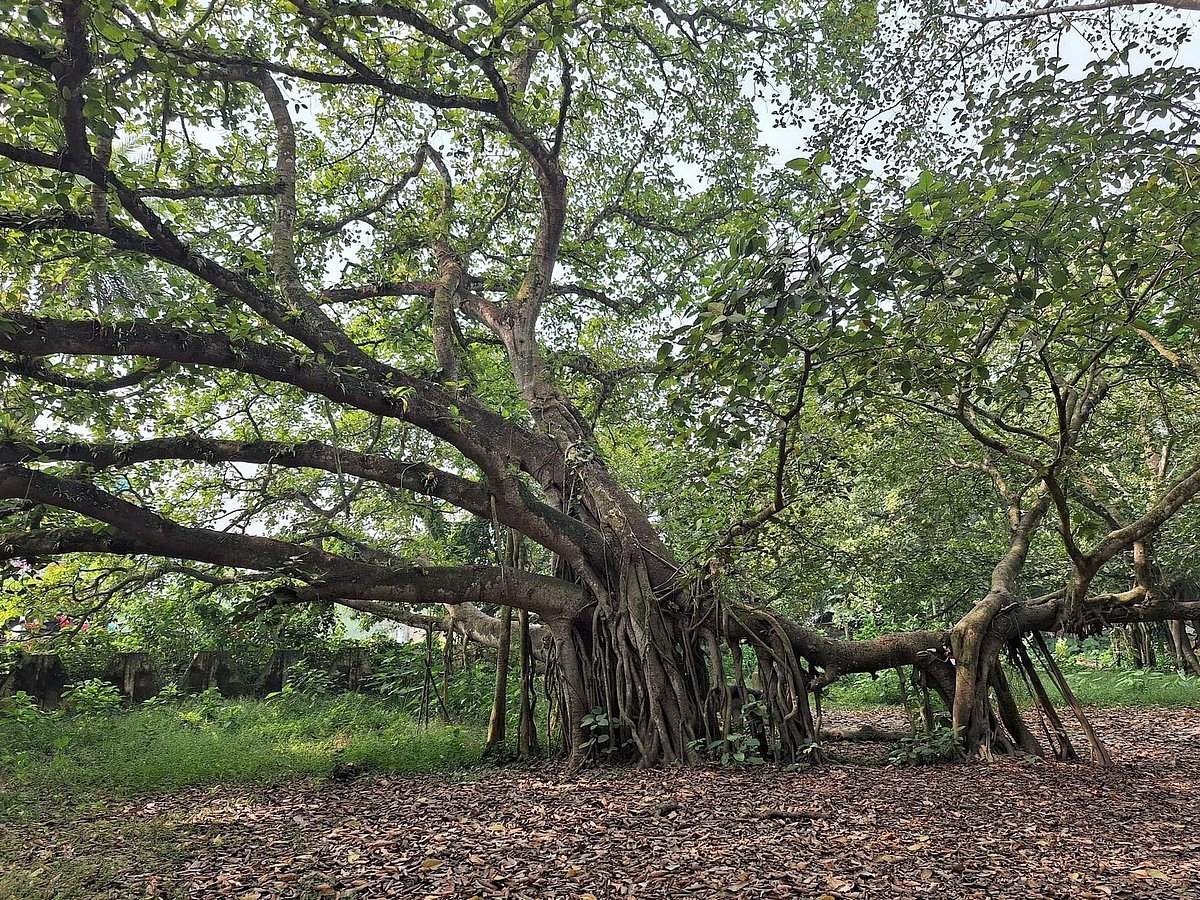 বটগাছ যেভাবে ‘হাঁটে'