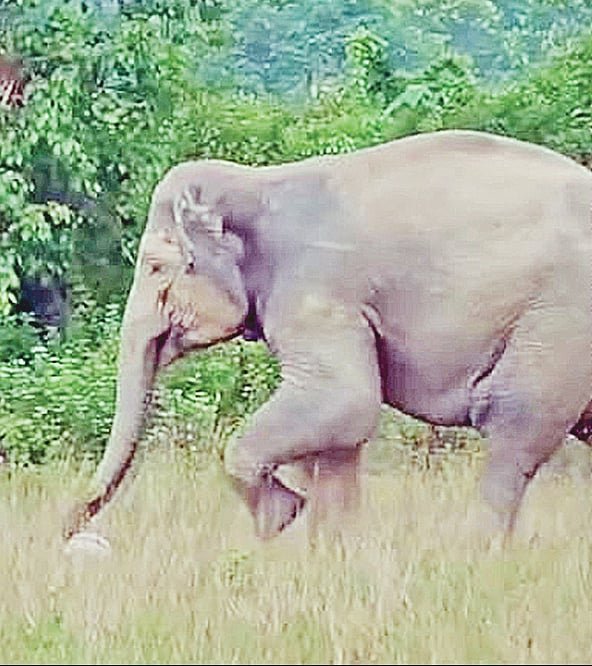বুনো হাতির ফুটবল খেলা
