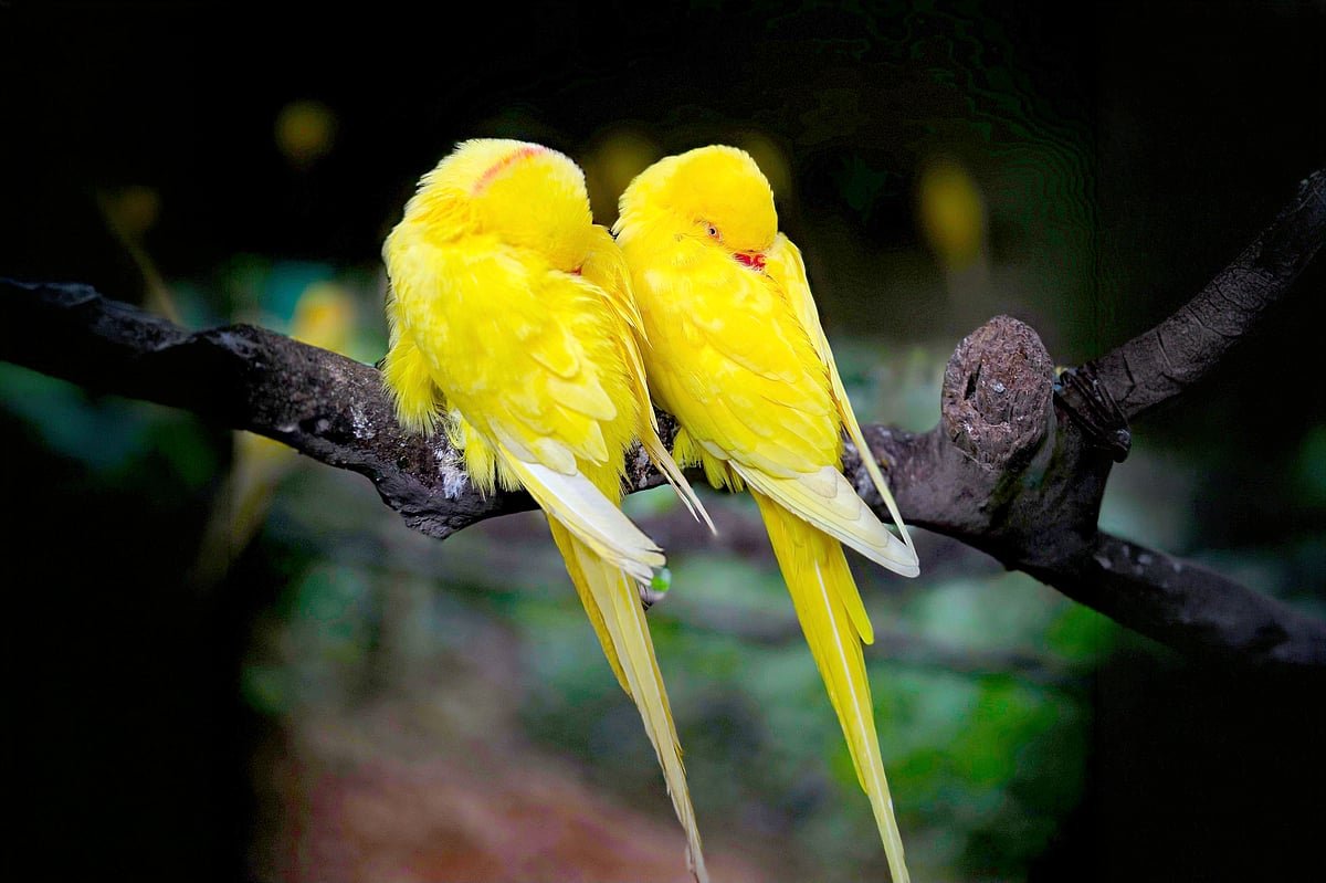 গাছের ডালে ঘুমানোর সময় পাখি কেন পড়ে যায় না