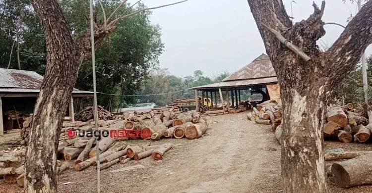 করাতকলের দাপটে উজাড় হচ্ছে মৌলভীবাজারের বন