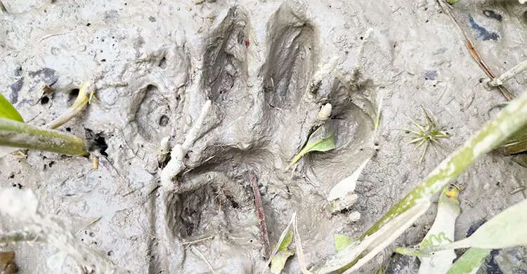 লোকালয়ে বাঘের পায়ের ছাপ, শরণখোলায় আতঙ্ক