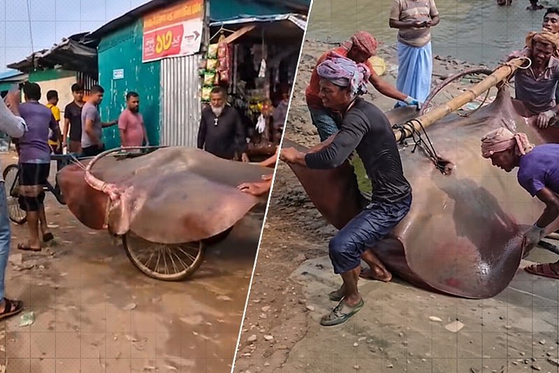 মেঘনায় ধরা পড়ল ৭ মণের শাপলা পাতা মাছ, বিক্রি ৯০ হাজারে