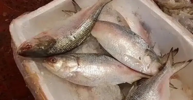 পদ্মার নাকি গুজরাটের ইলিশ, চিনবেন যেভাবে