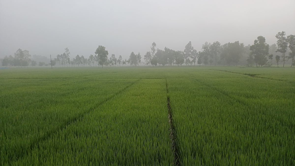 পঞ্চগড়ে শরতের আকাশে হঠাৎ কুয়াশার দেখা