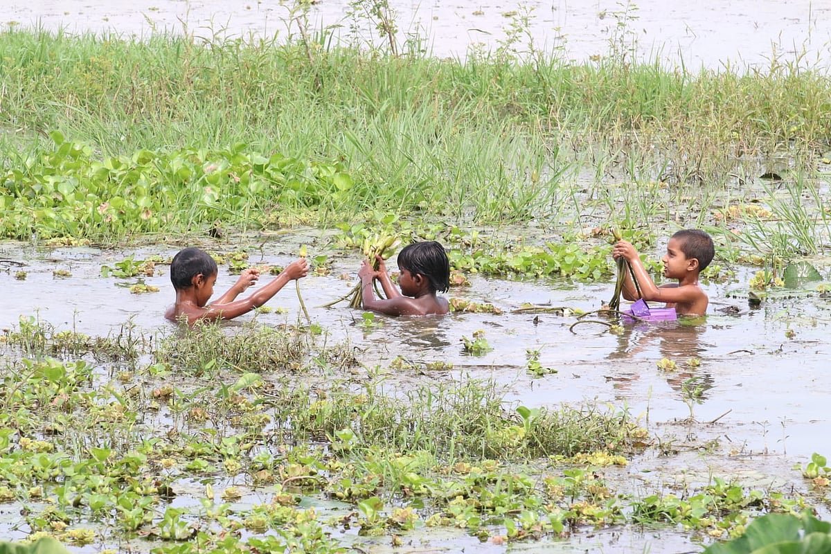 শাপলা: শৈশবের সোনালি স্মৃতি