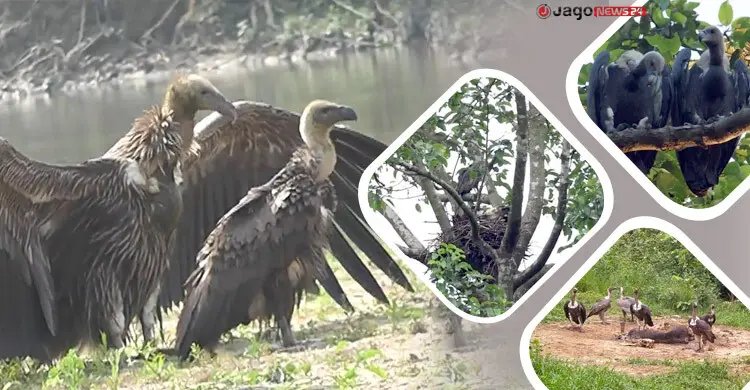 সঙ্গী হারালে একাকী জীবন, বংশবৃদ্ধি থমকে হারিয়ে যাচ্ছে শকুন