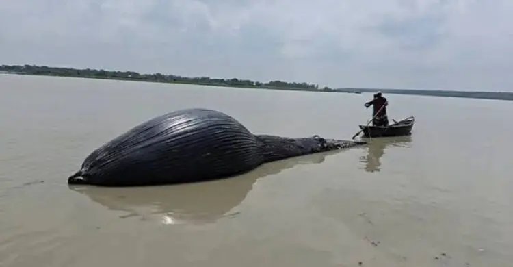 তিমি-ডলফিনের করুণ মৃত্যু কি কোনো বড় বিপদের নীরব পূর্বাভাস?