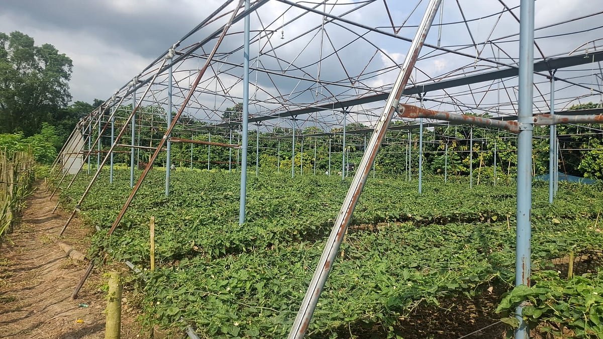 ২৫ কোটি টাকার যে কৃষি প্রকল্পে সাফল্যের গল্প বানিয়ে বলতে হয়