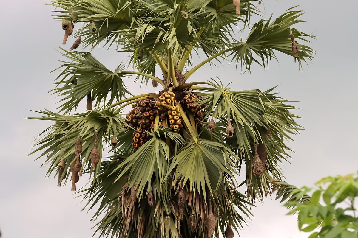 বাবুই পাখির বাসা—প্রকৃতির নিপুণ কারুকাজ