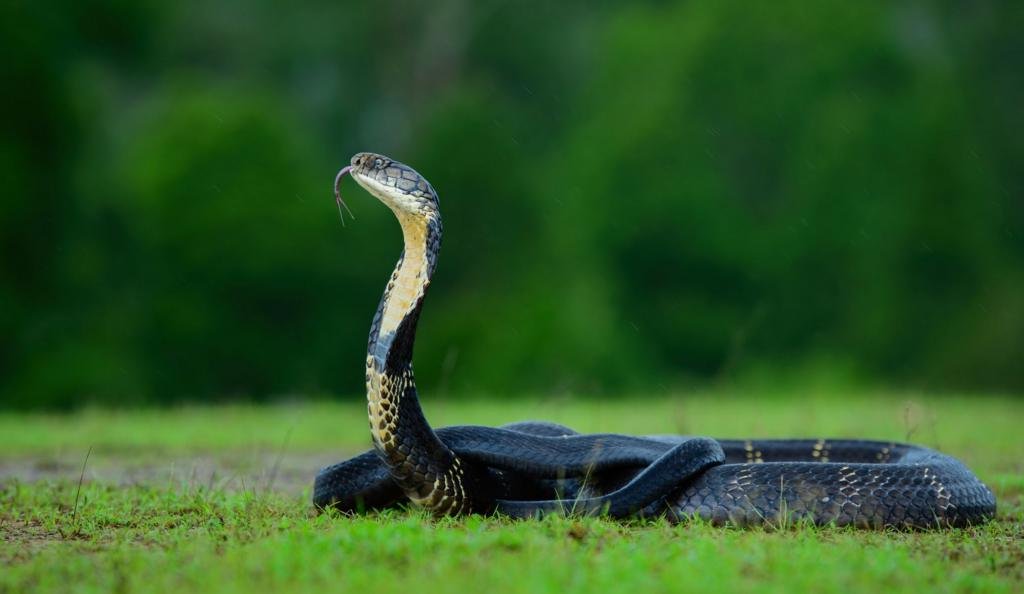 বাংলাদেশ থেকে হারিয়ে যাওয়ার ঝুঁকিতে আট সাপ, কোথায় তাদের বসবাস?