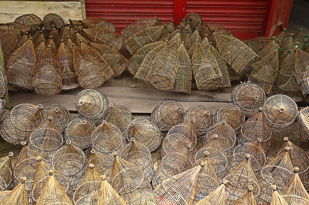 বাঁশ দিবসে কী হয়, কেন এই দিবস