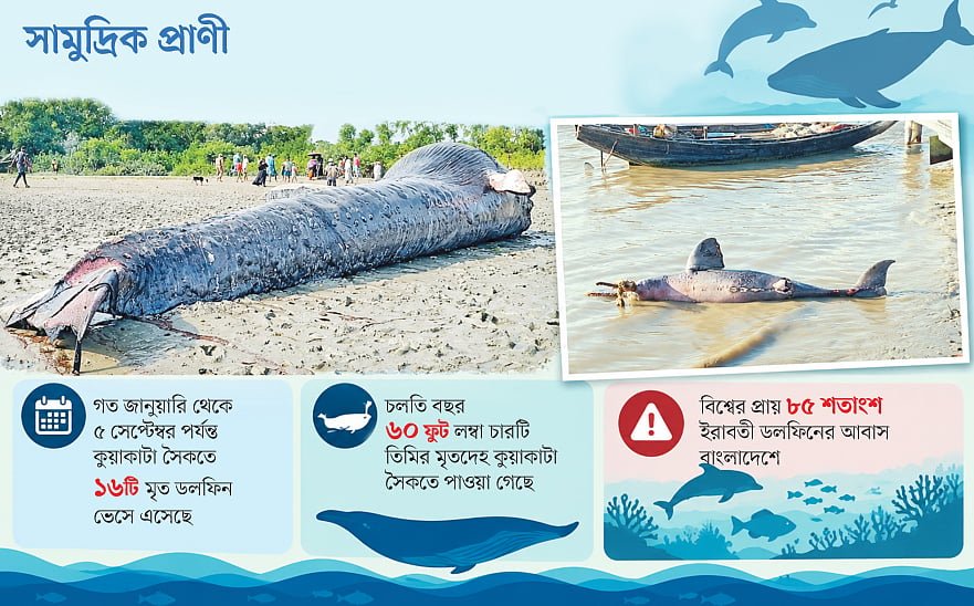 বারবার আসছে মৃত ডলফিন–তিমি