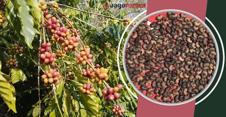 বারির দুই জাতের কফি নিয়ে পাহাড়ে নতুন স্বপ্ন