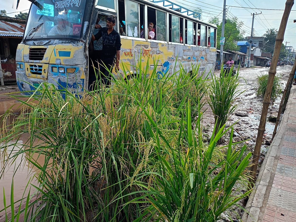 বেহাল সড়কে ঝরা ধান থেকে চারা, ফলনও এসেছে
