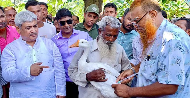 বিনামূল্যে ৮৩ হাজার গবাদিপশুকে টিকা, স্বস্তিতে প্রান্তিক খামারিরা