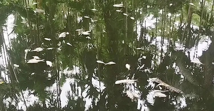 বিষে ভেসে উঠলো মরা মাছ, খামারির ৩ লাখ টাকা ক্ষতি