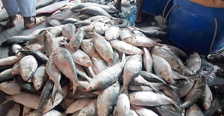 বরিশালে ইলিশের সরবরাহ দ্বিগুণ, মণে কমেছে ২০ হাজার টাকা