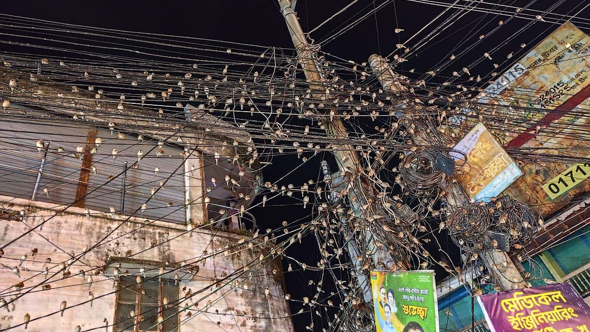 ব্যস্ত শহরে সন্ধ্যার অতিথি শত শত চড়ুই