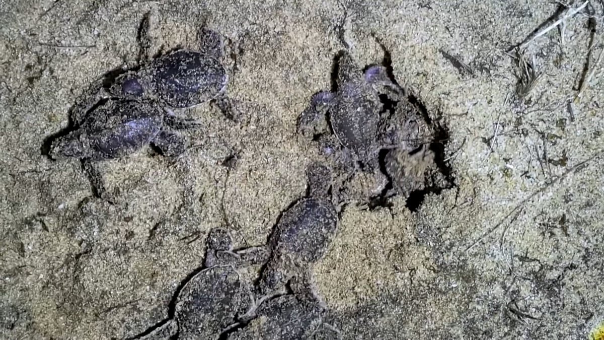 ডিম ফুটে বের হলো ৫৯টি বিরল সবুজ কচ্ছপের বাচ্চা