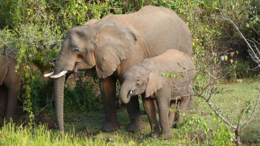 হাতিরা নিজের চিকিৎসায় ব্যবহার করে নানা ঔষধি গাছ, জানতে পেরেছেন গবেষকরা
