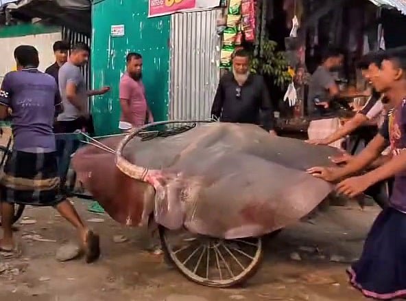 হাতিয়ায় জেলেদের জালে ৭ মণ ওজনের বিক্রিনিষিদ্ধ শাপলাপাতা মাছ