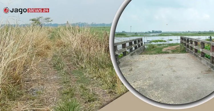 ঝোপঝাড়ে বিলীন সোয়া কোটি টাকার সড়ক