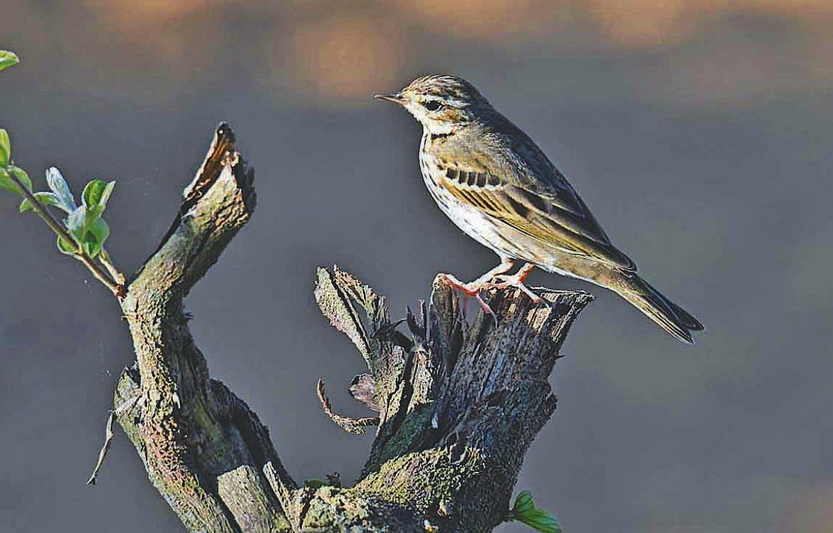 জলপাই-পিঠ তুলিকার কথা