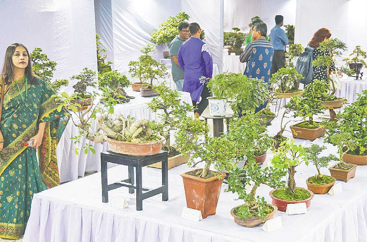 কামিনীর বনসাইয়ের দাম ৬ লাখ টাকা