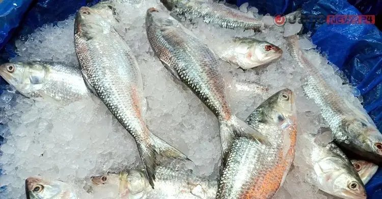 কত কেজির ইলিশ কিনলে স্বাদে ভালো হয় জানেন?