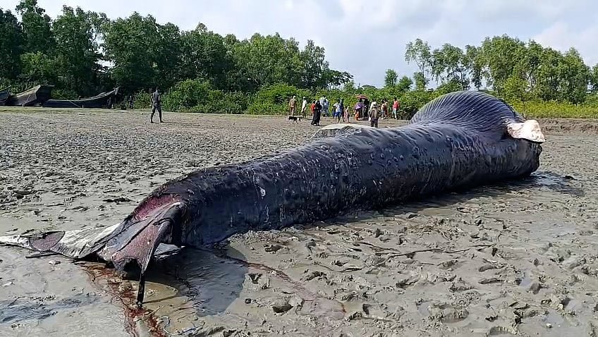 নদীতে ভেসে এল ৩০ ফুট লম্বা তিমি
