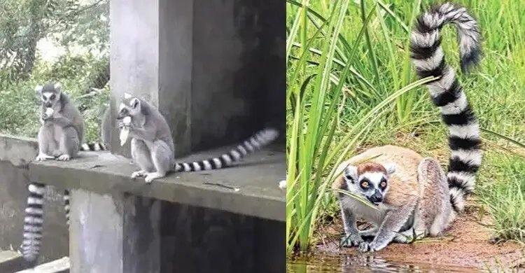 পাচারের থাবায় নিশ্চিহ্ন হওয়ার পথে বিচিত্র প্রাণী লেমুর