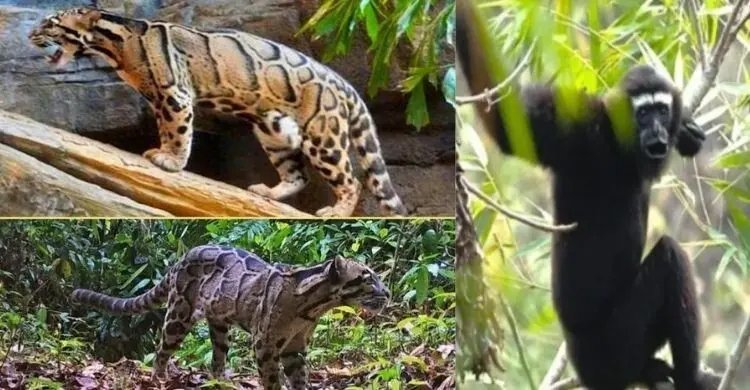 পাহাড়, সমুদ্র আর মেঘলা চিতার উপাখ্যান: ইনানীর বনে প্রাণের স্পন্দন
