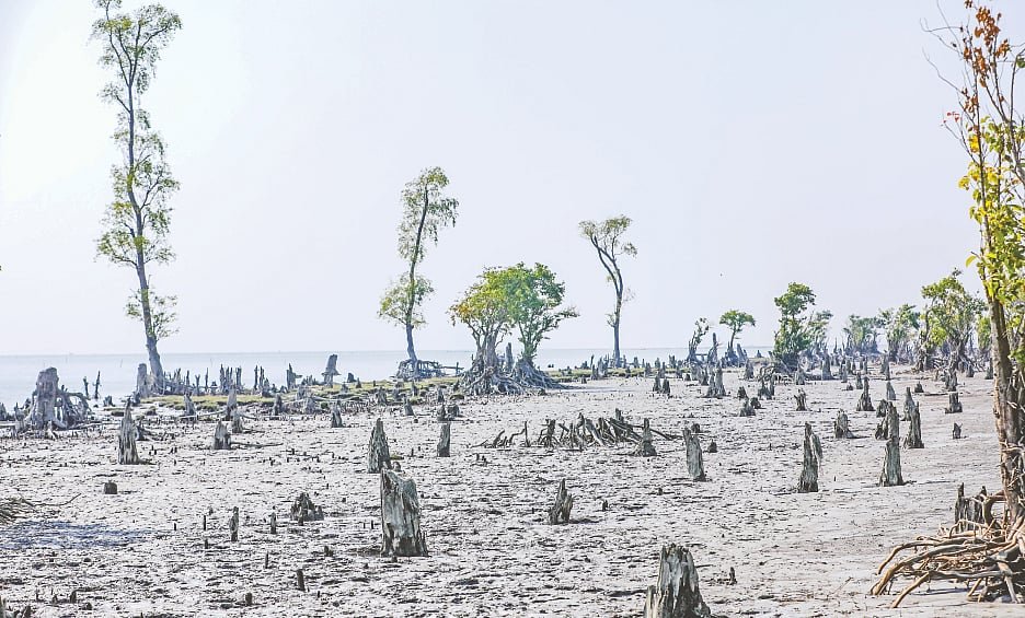 পরিবেশ সাংবাদিকতায় আন্তর্জাতিক চাকরির সুযোগ বাড়ছে, দরকার বিশেষায়িত দক্ষতা