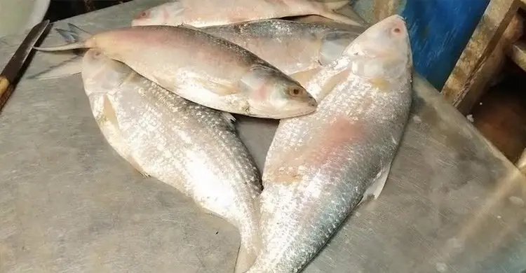 প্রথমবার বাংলাদেশে আসলো ‘স্বাদ-গন্ধহীন’ গুজরাটি ইলিশ
