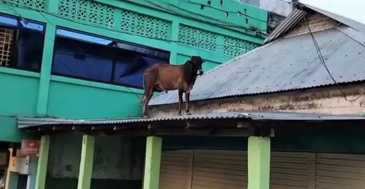পথ হারিয়ে টিনের চালে ষাঁড়, এরপর যা হলো
