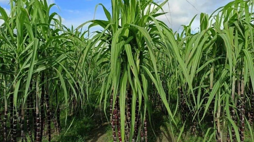 রসে ভরপুর আখের নাম 'ব্ল্যাক রুবি', এর বৈশিষ্ট্য কী