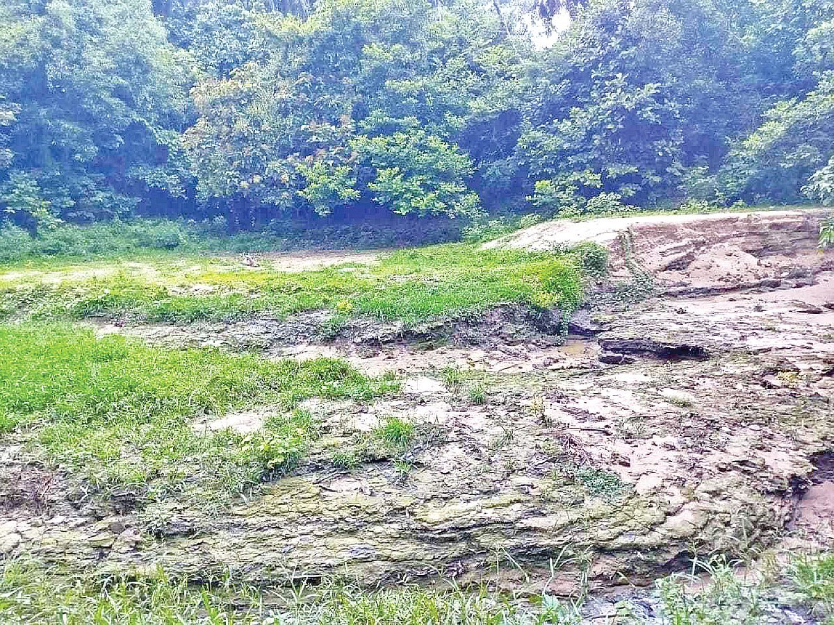 সাতছড়ির ছড়ায় পানি নেই, পুকুরও ভরাট, জাতীয় উদ্যানে প্রাণীর ওপর কী প্রভাব পড়বে