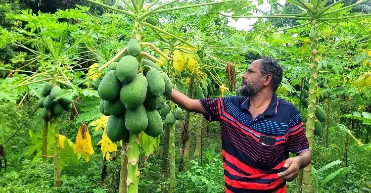 শেরপুরে সবজিতে নীরব বিপ্লব, ২৫০ কোটি টাকার বাণিজ্যের আশা