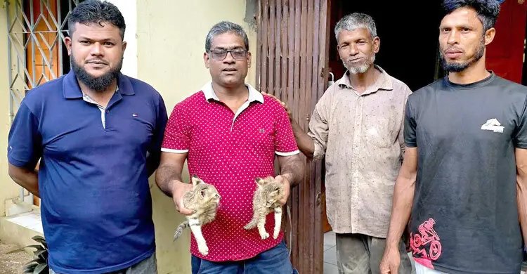 শ্রীমঙ্গলে হাঁস খেতে এসে ধরা বনবিড়ালের দুই বাচ্চা