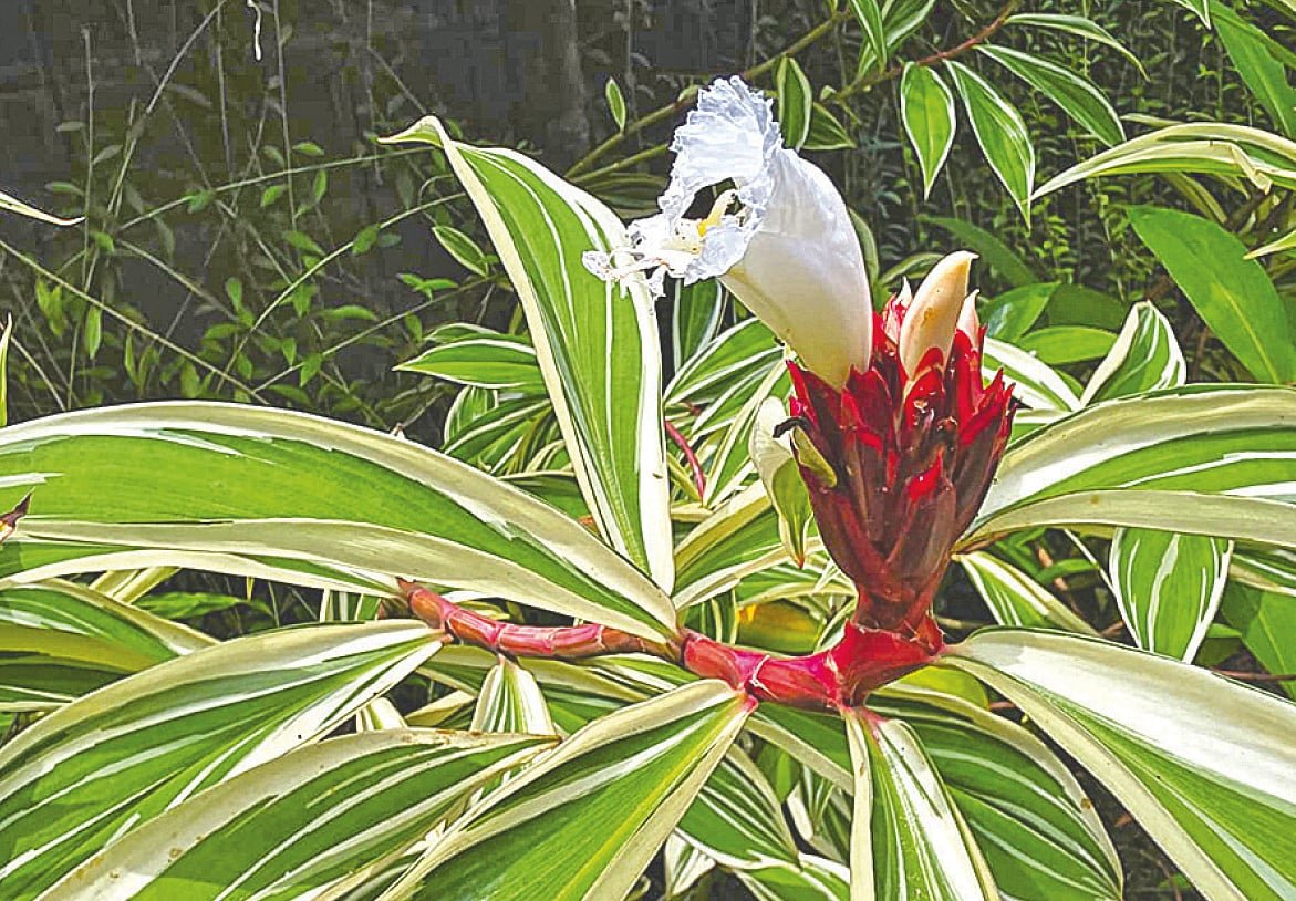 শরতে সুদর্শন বিচিত্রা কেঁউ