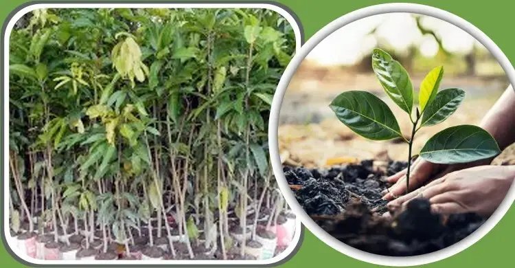 যত্রতত্র নয়, বৃক্ষরোপণ হোক পরিকল্পিত